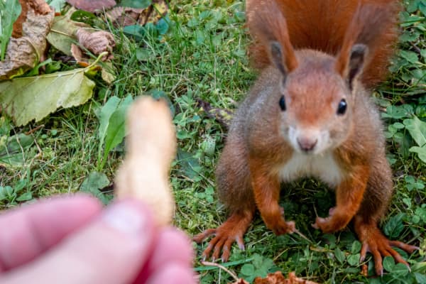 Photo of hand holding out nut tempting squirrel