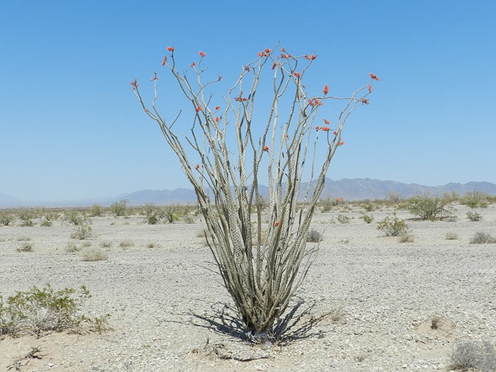 Crimson Solar Ocotillo - Desert Plant